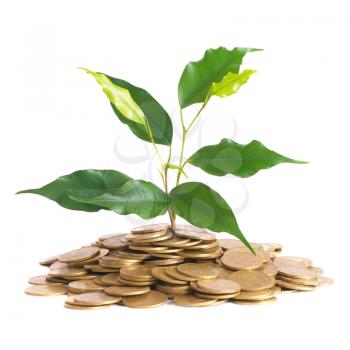 Green plant growing from the coins. Money financial concept.