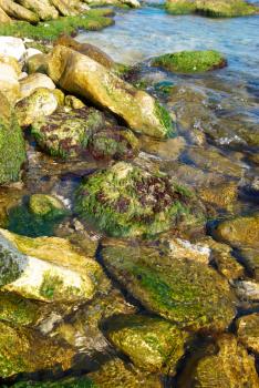 Coast with stones with green marine algae.