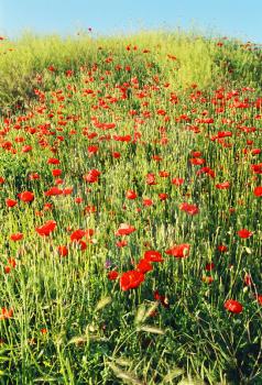 Field of poppy. Ukraine, Crimea, Khersones.

