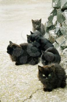 Many black kittens sitting on the ground.