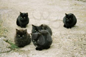 Many black kittens sitting on the ground.