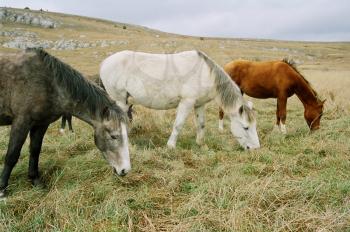 Three grazing horses of different colors.