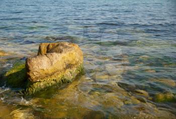 A big stone with green marine algae.
