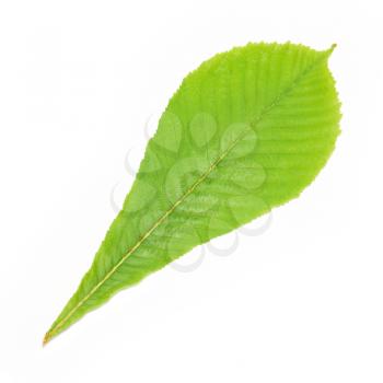 Green chestnut leaf isolated on white background.