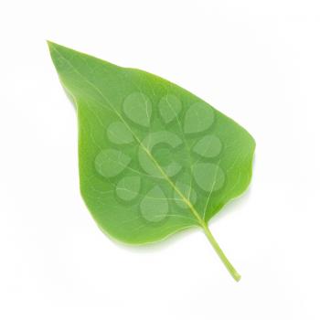 Green lilac leaf isolated on white background.