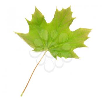 Green maple leaf isolated on white background.