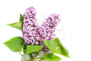 Violet lilac branch isolated on white background