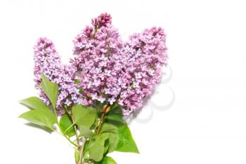 Lilac branch isolated on the white background