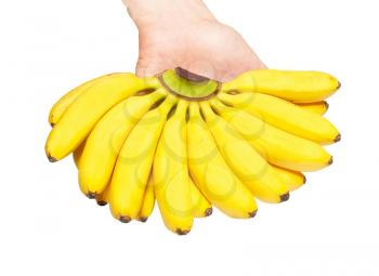 Butch of small bananas in a hand.