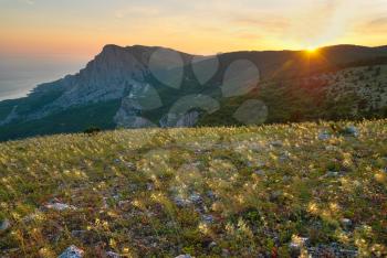 Mountains and the field of yellow flowers. Sunset.