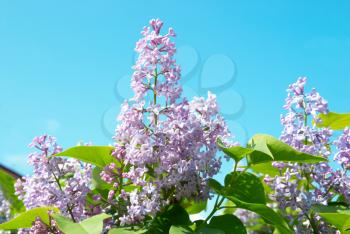 Violet lilac branch with blue sky background