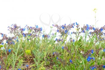 Green grass with blue flowers isolated on the white background
