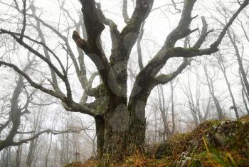 Big autumn tree in misty forest.