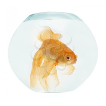 A golden fish in aquarium isolated on white.