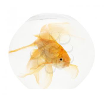 A golden fish in aquarium isolated on white.