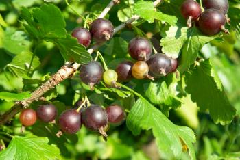 Bush of black currants with green leaves