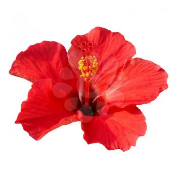 Red flower- Hibiscus rosa sinensis, isolated on white