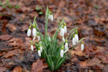 Spring flowers- white snowdrops in the forest. Soft focus.