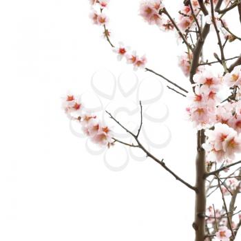 The almond tree pink flowers with branches isolated on white