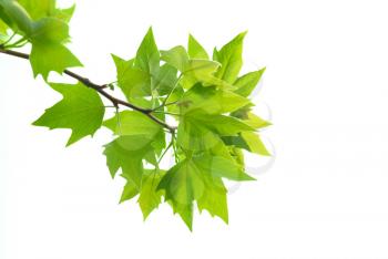 Green maple leaves with branch isolated on white background.