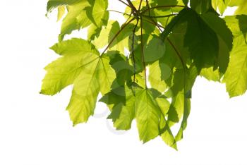 Green chestnut leaves with sunny blue sky.