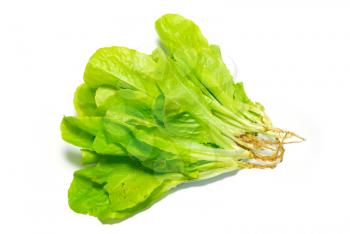 Green lettuce isolated on white.