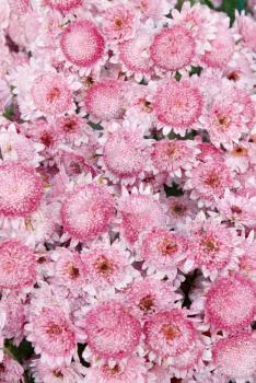Field of pink chrysanthemum.