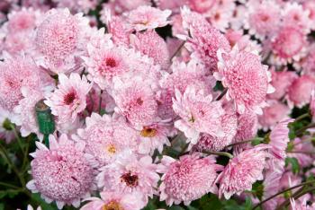 Sweet pink chrysanthemums.