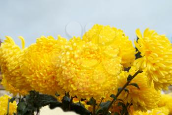 Yellow chrysanthemums with blue sky.