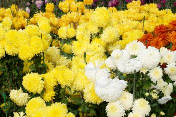 Field of different colors chrysanthemums.