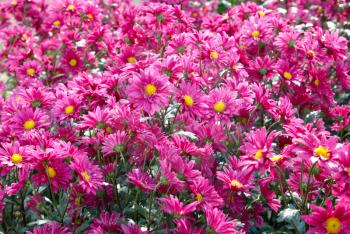 Field of dark pink chrysanthemums.