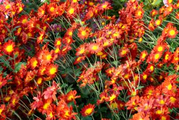 Field of Red-yellow and orange chrysanthemums.