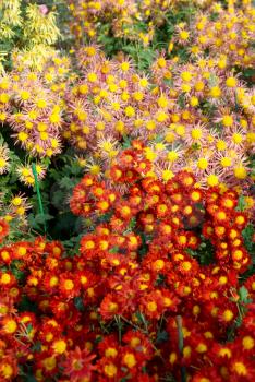 Field of Red-yellow and orange chrysanthemums.
