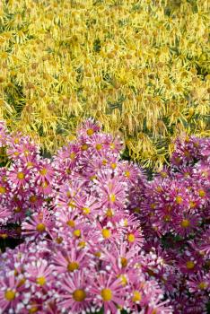 Field of two colors chrysanthemums.