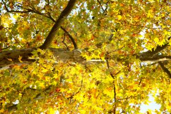 Yellow fall tree.