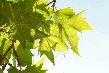 Green sunny maple leaves isolated on white