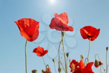 Beautiful red poppies with sun and blue sky background