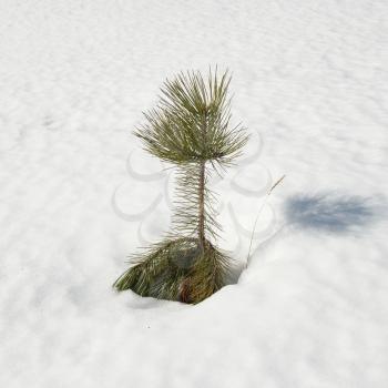 Green young fir tree in the snow.