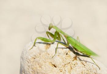 Green mantis.