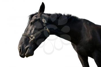 Black horse isolated on white.