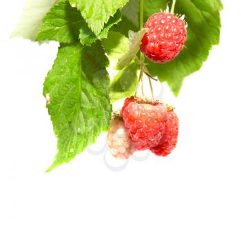 Raspberries with green leaves isolated on white
