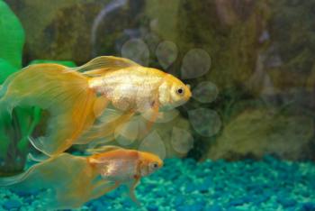 Tropical golden fish in aquarium.