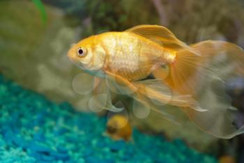Tropical golden fish in aquarium.