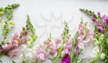 Antirrinum on a white wooden background. Floral background.