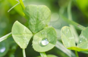 Clover leaf with dew. St.Patrick 's Day