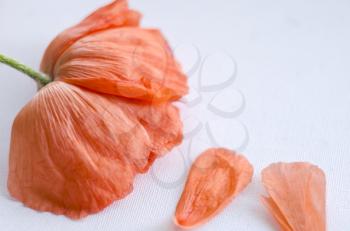 Beautiful single coral poppy flower head and petals. Bright poppy flower. Close up of delicate flower for your design.