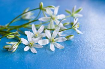 Background with little white flowers on cobalt blue painted wooden board. Delicate wildflowers on a blue wooden background.