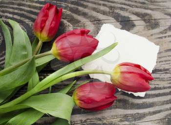 Beautiful blossoming tulip flower with place for text. Floral design. Nature background. Spring background with beautiful fresh flowers on wooden background.