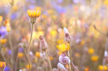 Snail on the branches. Meadow flowers in the rays of sunset. Natural background. Soft focus.