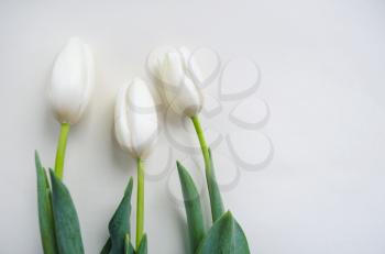 Row of pure white fresh tulips on a light tablecloth. Horizontal format.